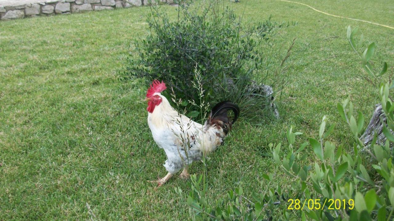 Il Giardino Degli Ulivi Bed & Breakfast Canneto  Eksteriør bilde
